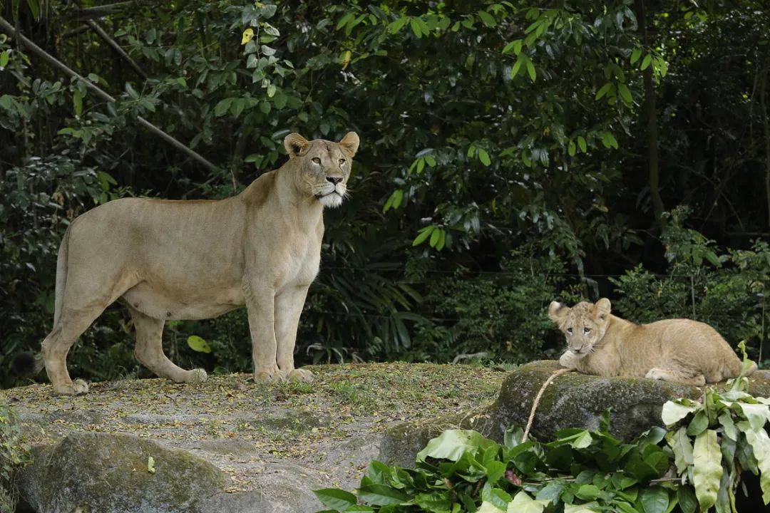 新加坡第一只通過輔助生殖技術誕生的非洲獅崽來啦