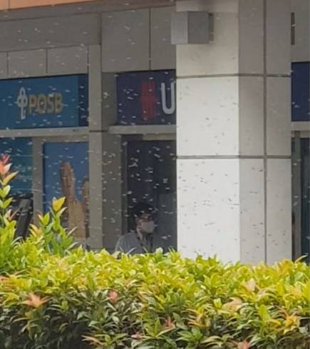 新加坡地铁口突现蜂群,商场封锁、紧急驱蜂、吓坏路人