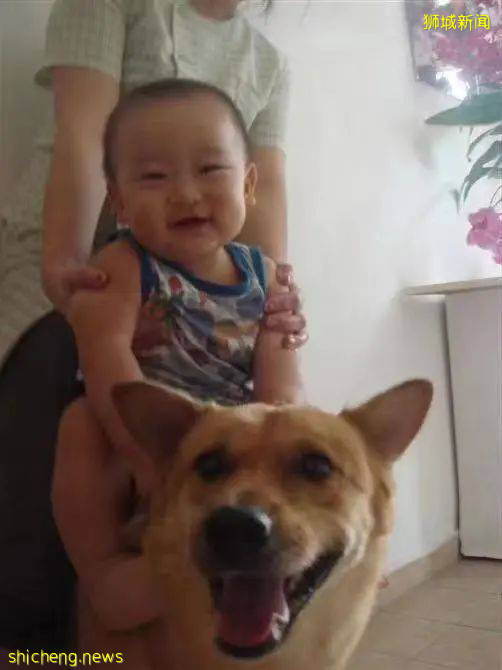 “我最亲爱的四喜走了,带走了我在新加坡16年的青春和回忆...”