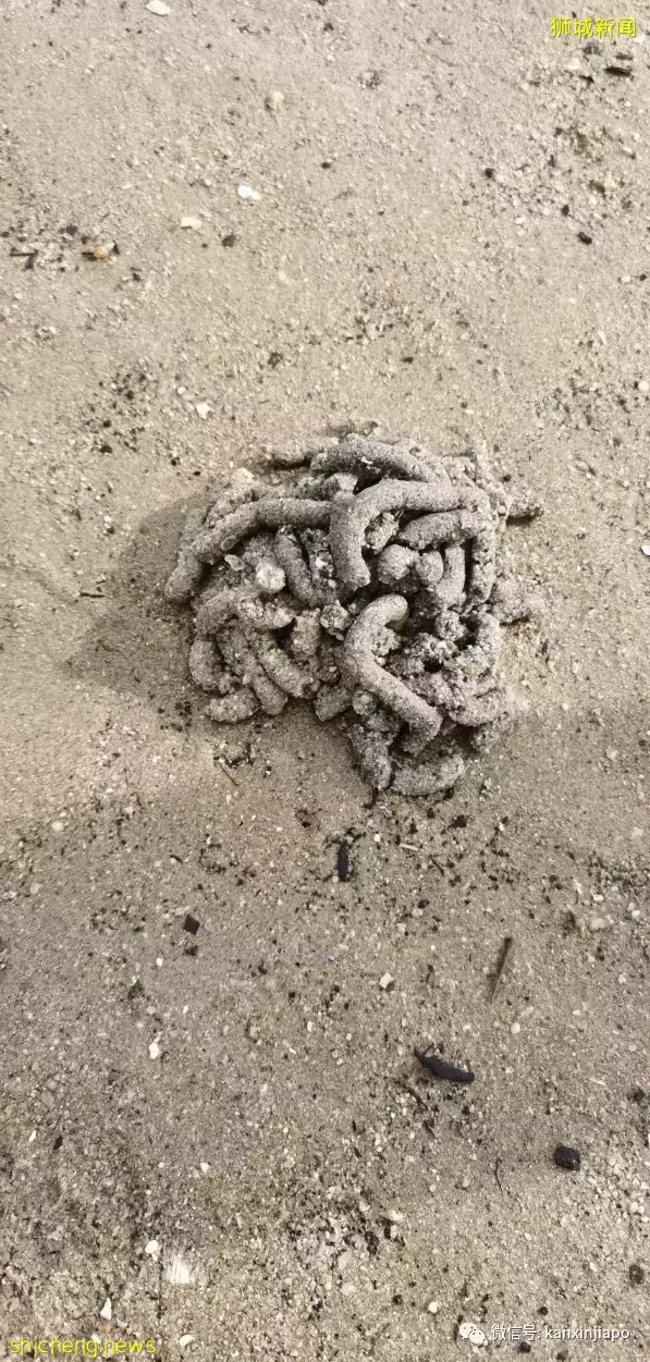 新加坡“趕海”全攻略!遇見了這麽多神奇的生物