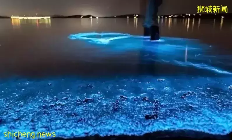 新加坡現“藍色螢光”海浪!這裏擠滿了人,沿路交通擁堵