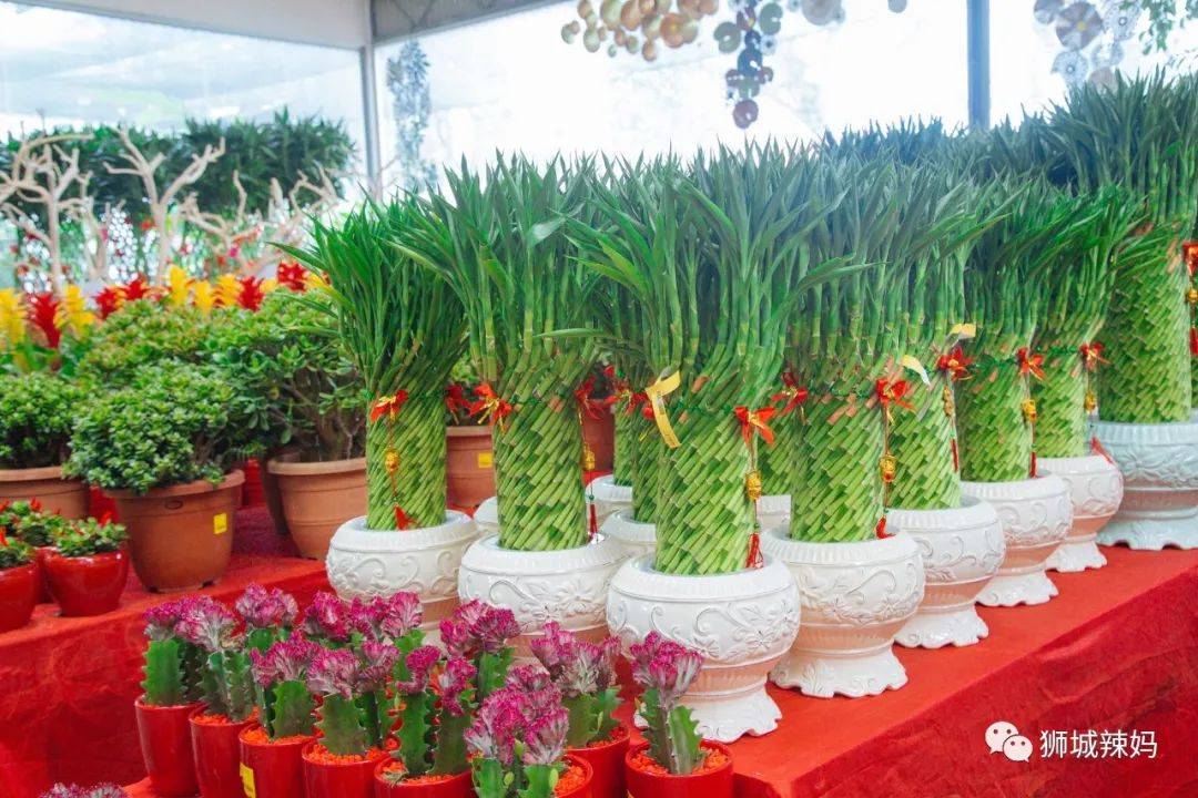 新加坡最大最好逛的花市,1000+花卉,新年必入好运连连