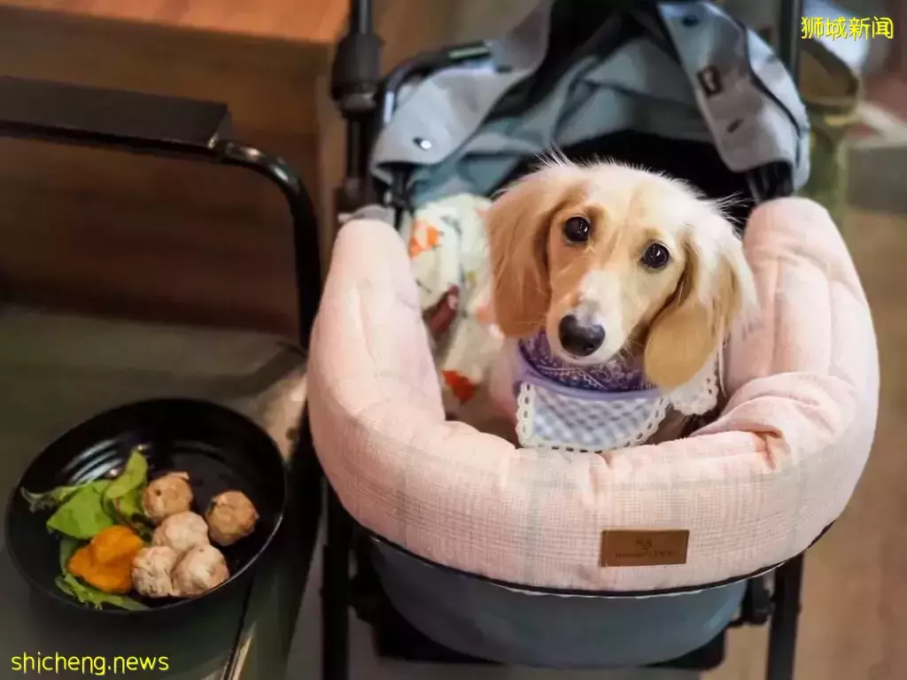 吃喝撸狗兩不誤!新加坡15家寵物友好咖啡廳 · 快上小可愛一起去體驗吧