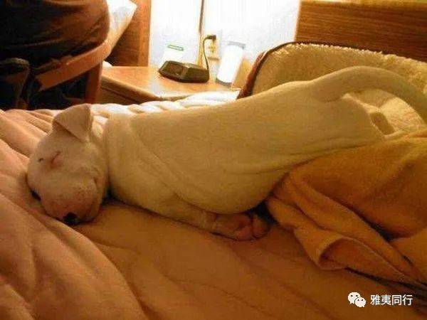 到新加坡旅遊留意28條法律，避免踩雷還能省錢，破財事小，坐牢事大