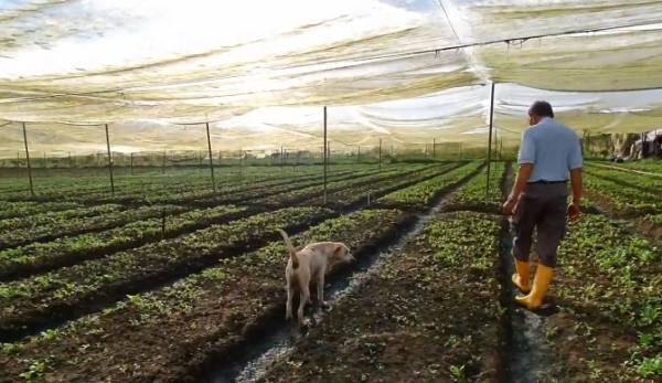 天黑出门‧天黑回家 狮城大叔天天越堤 打理哥打菜园