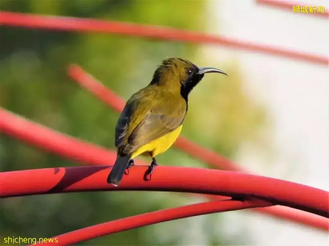 超级奶爸!带着2岁女儿骑行17小时166公里,环游新加坡