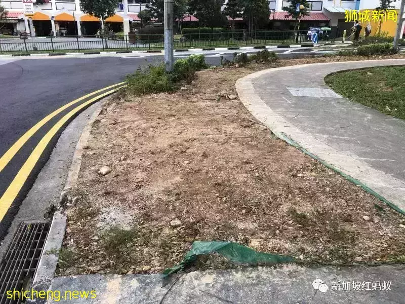 新加坡四处种满了美丽的花,如何妥善照料成了大问题