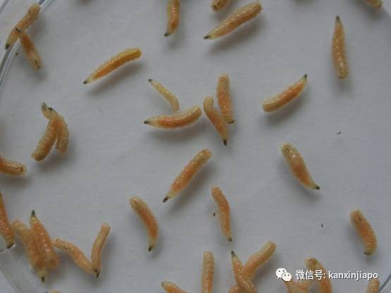 新加坡糖尿病不截肢,国大医院请蛆虫帮忙