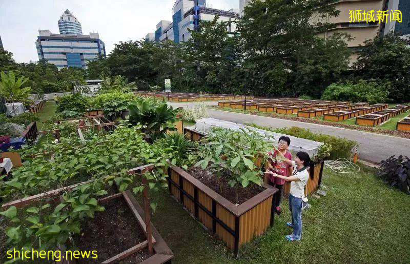 新加坡是怎樣一步步成爲“花園城市”的!
