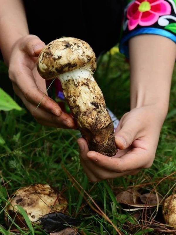 “雲之海，味之道”在獅城品味雲南味道，還原高原料理