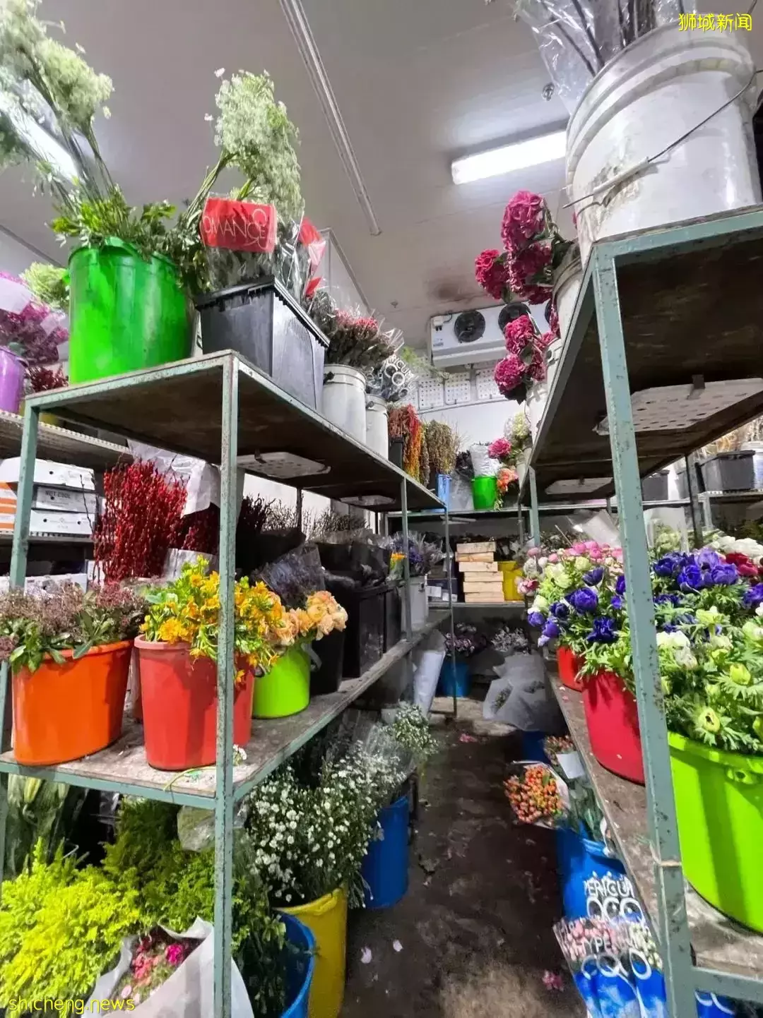 鮮花在熱帶也能養1個月？資深花友新加坡買花、養護大揭秘