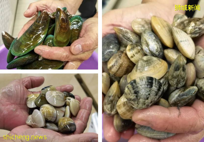 新加坡解封後,遛娃+逛街兩不誤!首家免費“水族館”來了