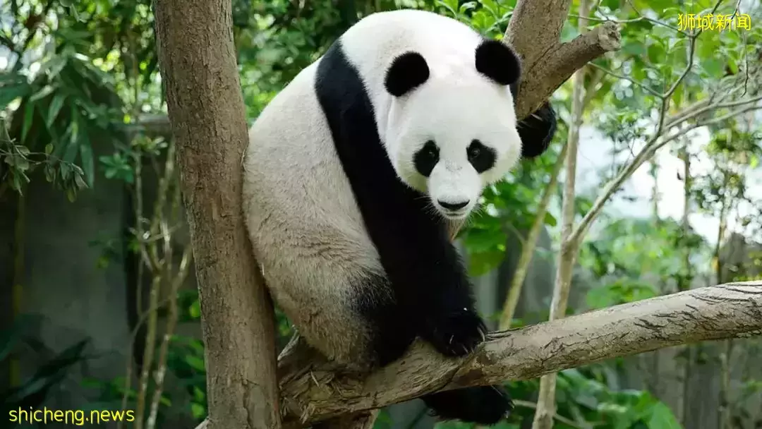 假期攻略 假期想好去哪儿了吗？新加坡四大动物园全攻略安排上