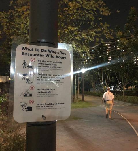 NParks将继续在榜鹅地区巡逻以寻找野猪，如果发现将对其进行诱捕并清除