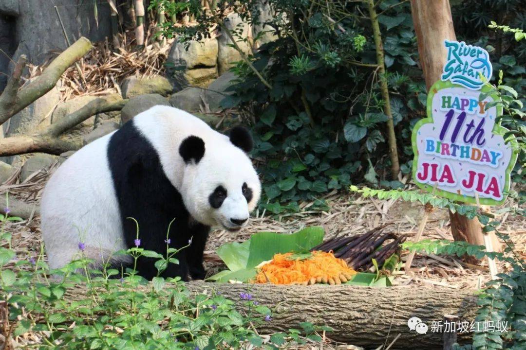 不出國也能玩轉“中國”? 新加坡這些地方很有中國味兒