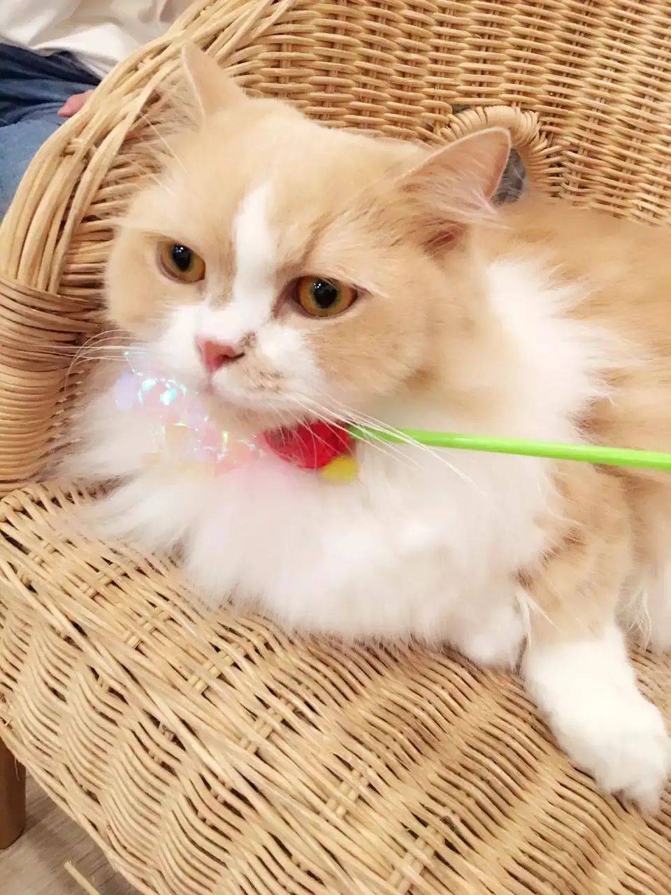 治愈系的它看一眼就愛不釋手！新加坡撸貓撸狗地圖來咯