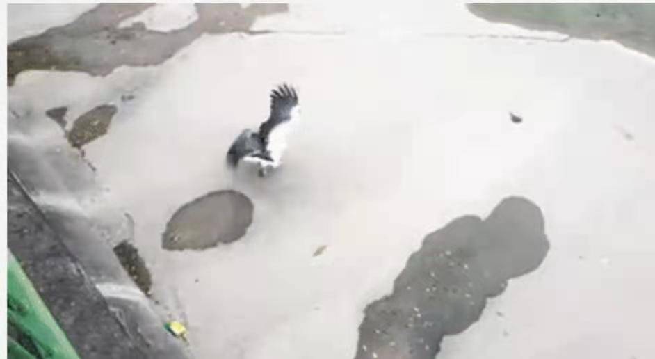 凶猛的老鹰不幸被鱼钩勾住,围观群众都惊呆了