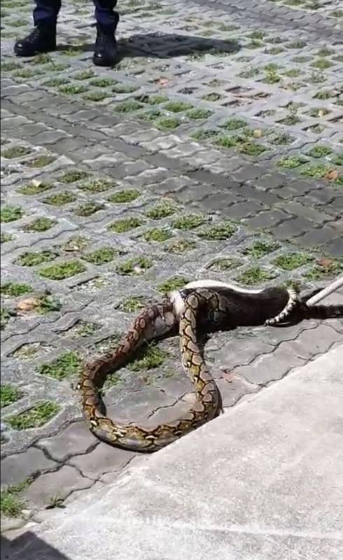 突發！這個海灘驚現一群巨型椰子蟹，還搶燒烤吃！新加坡也被鳄魚、蜥蜴、蟒蛇、水獺、猴子、野豬、野雞嚇到過