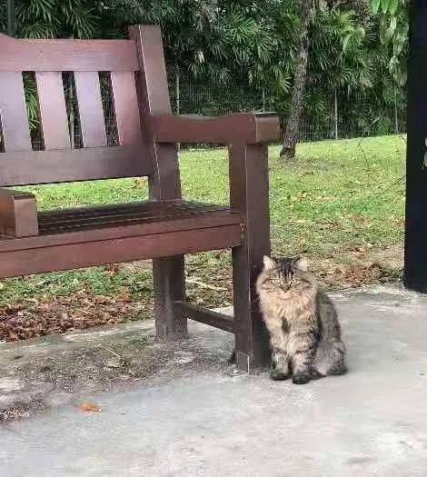 琥珀色眼睛看起来呆萌的猫走丢了,全网帮忙找主人