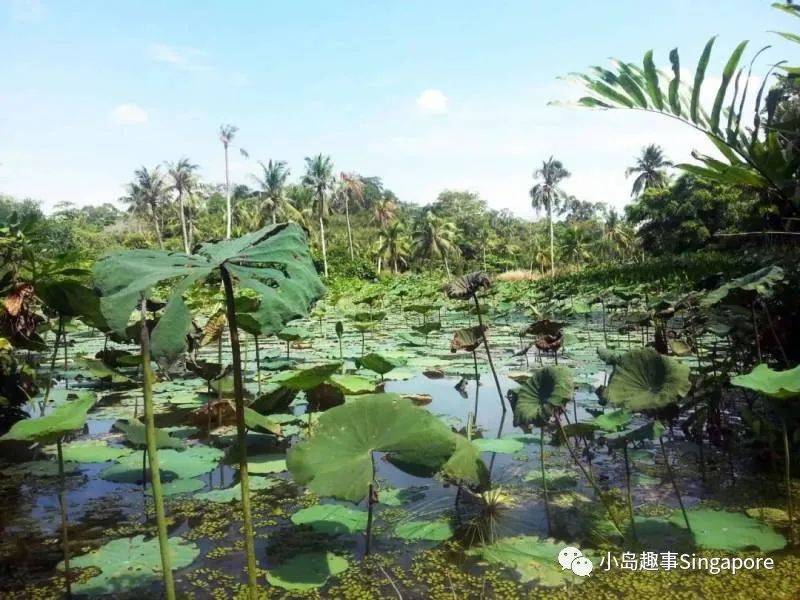 新加坡5個最美離島攻略，花十幾新幣仿佛“出國遊”