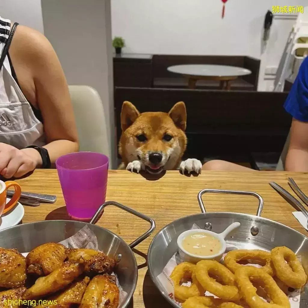 吃喝撸狗兩不誤!新加坡15家寵物友好咖啡廳 · 快上小可愛一起去體驗吧