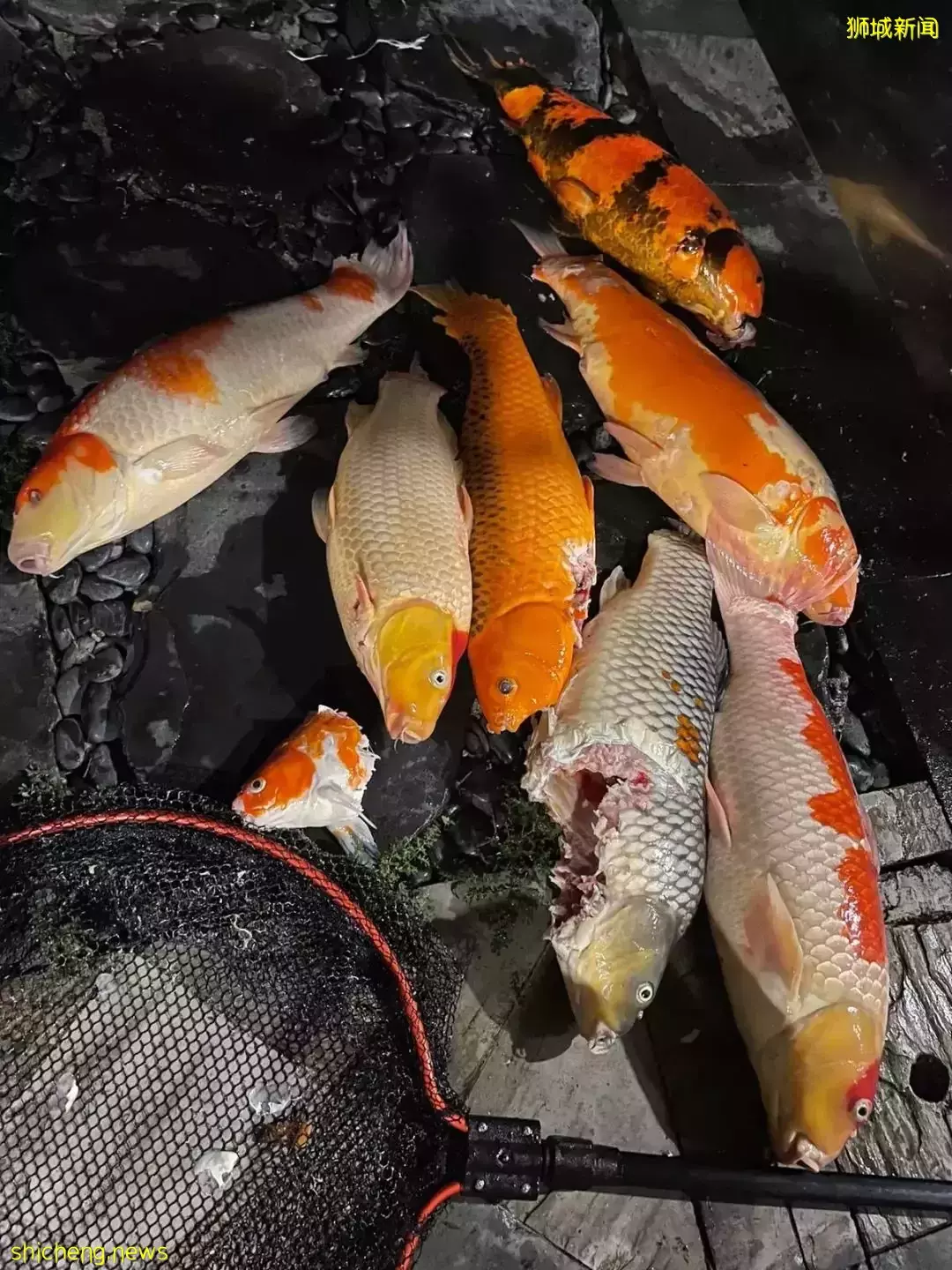 私闯民宅、虐吃宠物、袭击游客！新加坡这帮家伙竟然这么嚣张