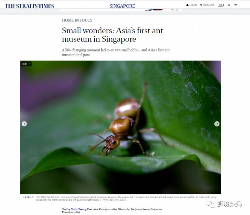 亞洲第一的螞蟻博物館居然在新加坡