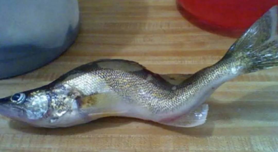 日本今天正式决定排核废水入海!将大规模导致海鲜变异、人癌变!新加坡和中国网友怒了