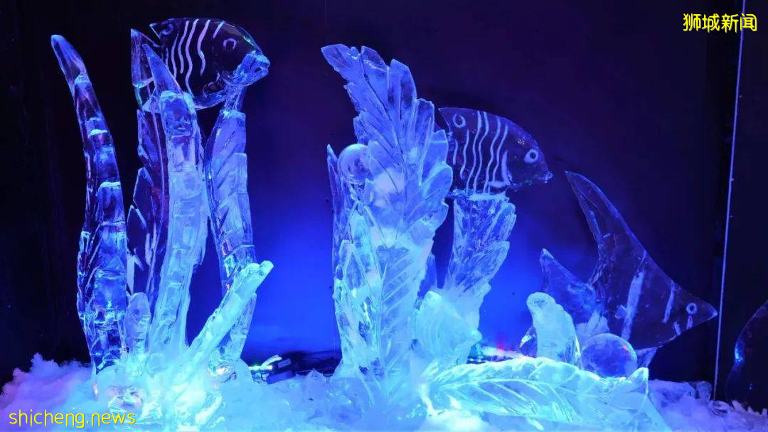 本周折扣!夜间动物园6折、特仑苏买1送1、玩具展销、浪漫冰雕展