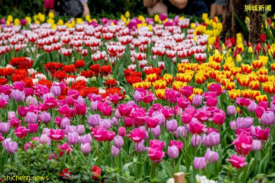 新加坡滨海湾花园郁金香花展绚丽登场!带你穿越到哈萨克!去游牧,去流浪