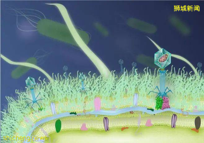 顛覆認知！NTU研究團隊發現“感染”可能的新機理