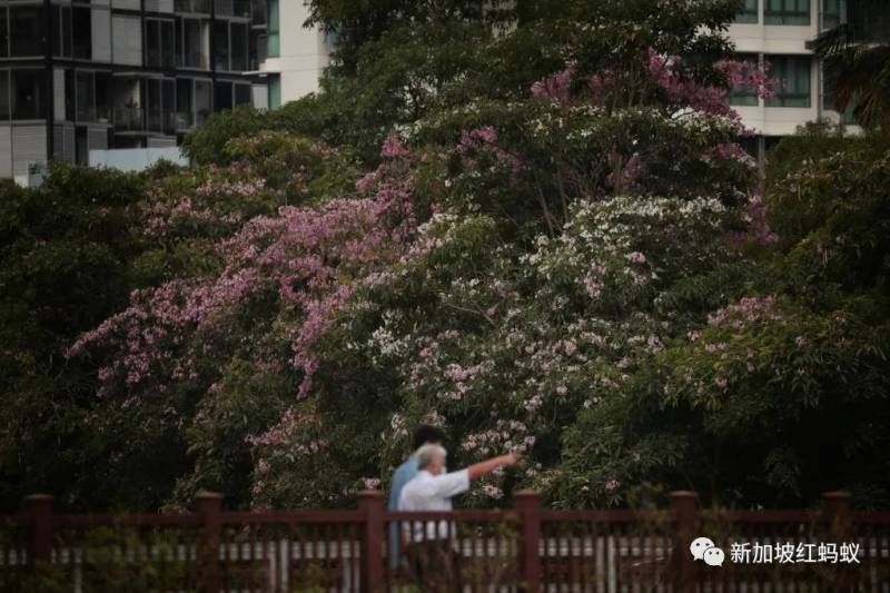 北半球9月刚入秋,新加坡却迎来“第二春”