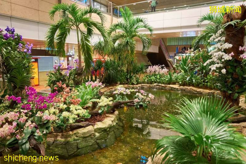 星耀樟宜复苏了!新加坡樟宜机场将迎来更多转机旅客