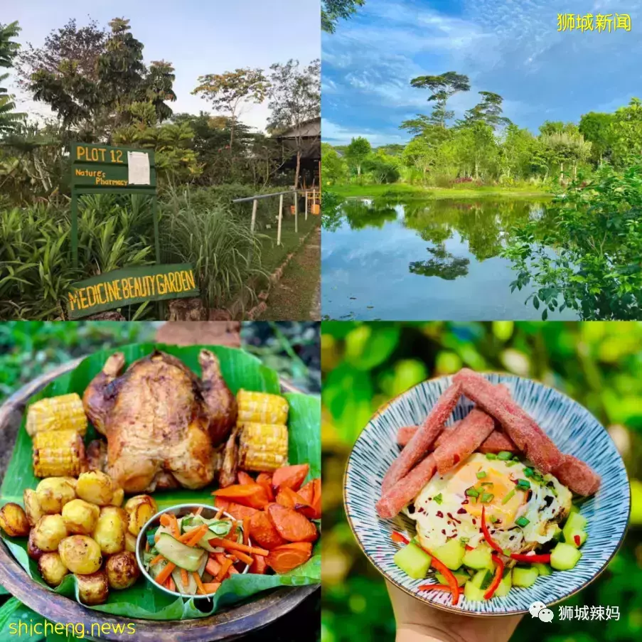 下水抓蛙、摘菜摸鱼、开土摩托……我带娃体验了一把新加坡的农家乐