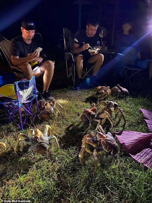 突發！這個海灘驚現一群巨型椰子蟹，還搶燒烤吃！新加坡也被鳄魚、蜥蜴、蟒蛇、水獺、猴子、野豬、野雞嚇到過