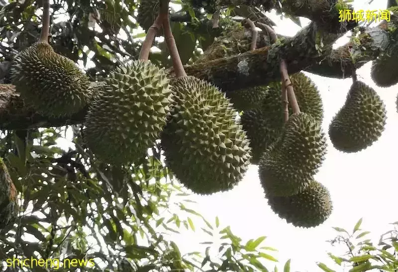 新加坡30件“合法但有病”的事！哈哈哈哈哈