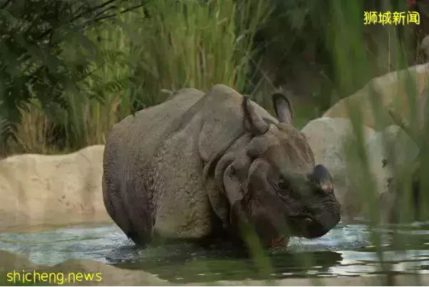 犀牛、大象、长颈鹿……在新加坡动物园都可以0距离接触啦