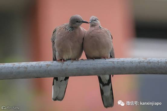 坡岛鸟儿花式秀恩爱,一起干了这碗狗粮