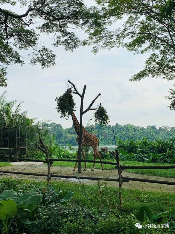 新加坡 從“哈芝巷”步行到“小印度”