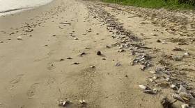 罕見!新加坡聖淘沙這條河變成了粉色,驚現大批死魚!39年創記錄暴雨太作了