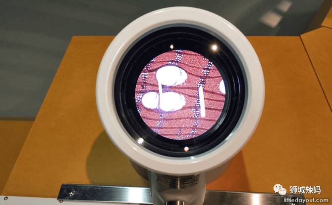 恐龍化石、抹香鯨骨架、初代巨星阿明……100W+動植物標本竟然藏在新加坡這個地方