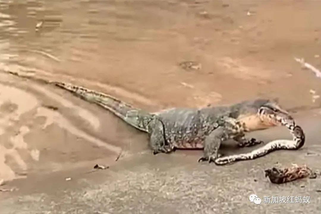 大蜥蜴吃蛇又吐出来,是紧张还是想瘦身