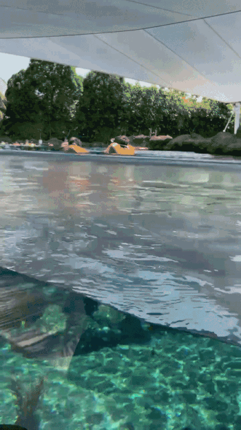 新加坡娃最爱的水上乐园重开!冲浪、水滑道、漂流,还能和鱼儿嬉戏