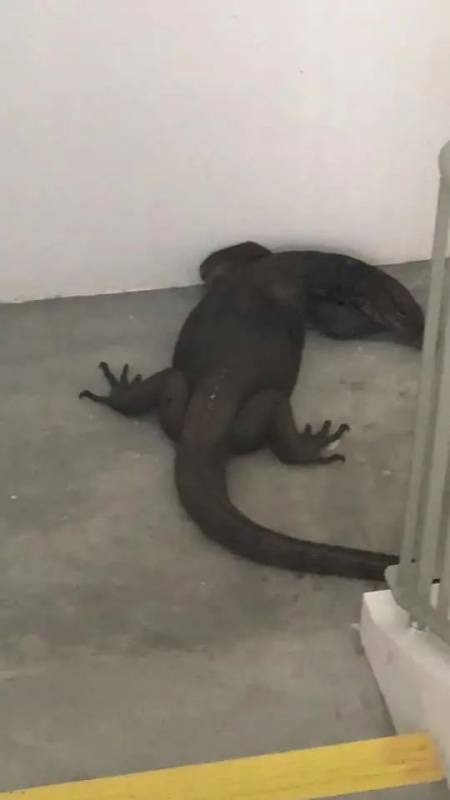 巨蜥惊现停车场楼梯间!网友:惊吓!心脏病要出来了