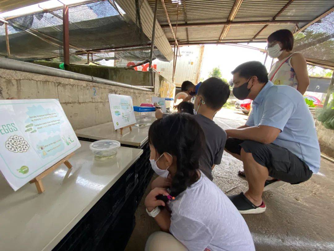 餵羊、擠奶、了解青蛙生長過程,新加坡的農場這麽牛