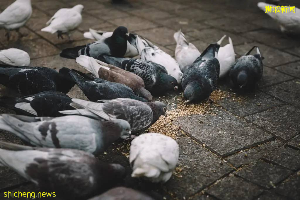 在新加坡，这些事情可不能做