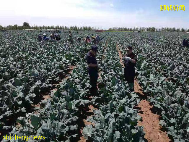 海关绿通在田间！锦州8.91吨保鲜西兰花出口新加坡