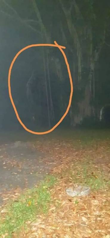 細思恐極!新加坡夜間徒步愛好者聲稱遇上了“武吉知馬猴人”,還拍下了照片