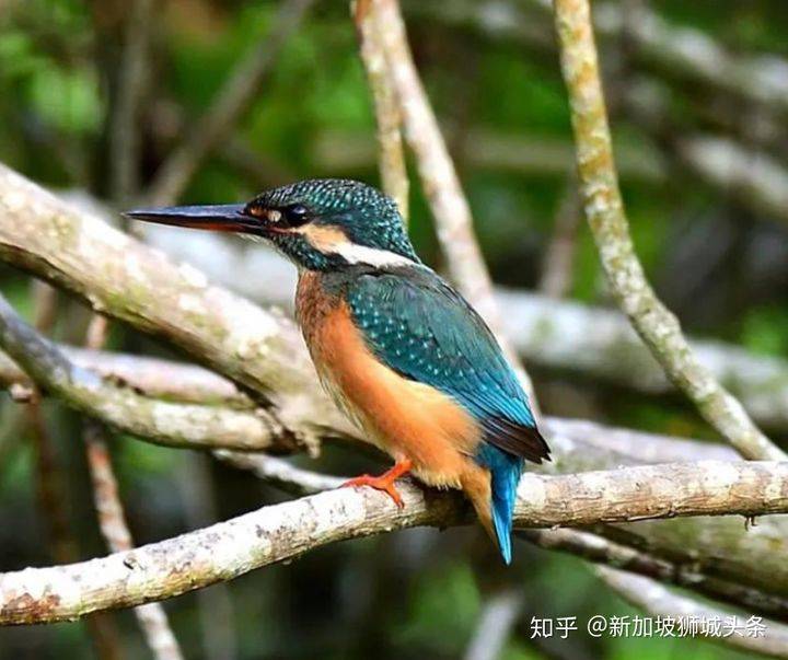 淡滨尼 Tampines: 嬉耍玩乐怎么玩？新加坡最强攻略