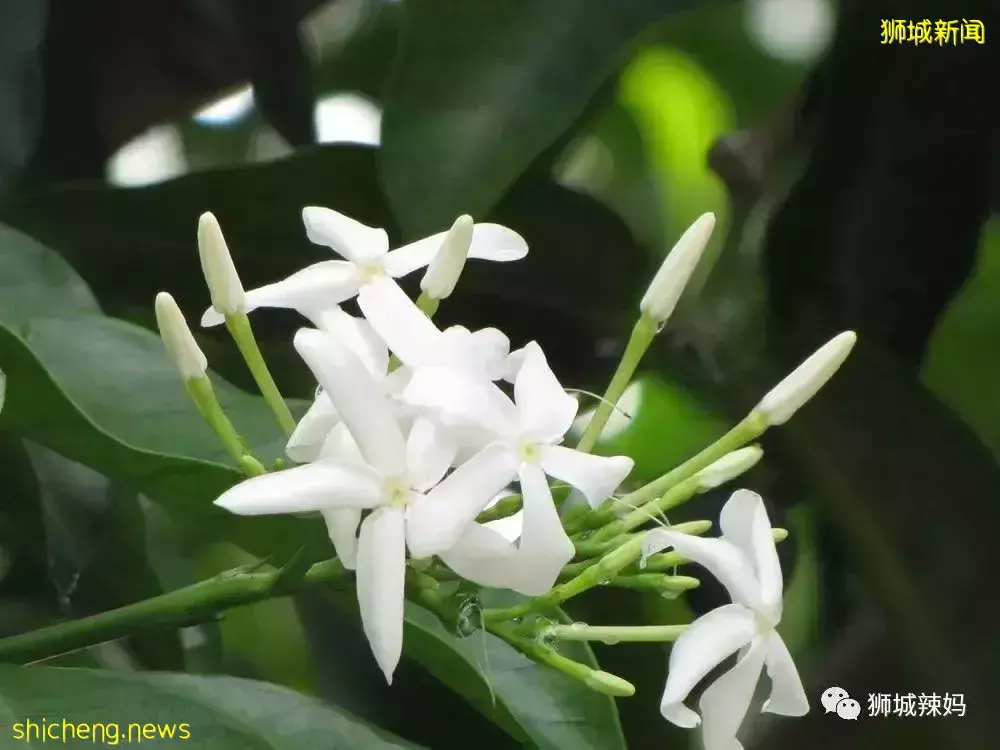 拿著鏟子、放大鏡、昆蟲觀察箱,帶娃去新加坡昆蟲森林冒險